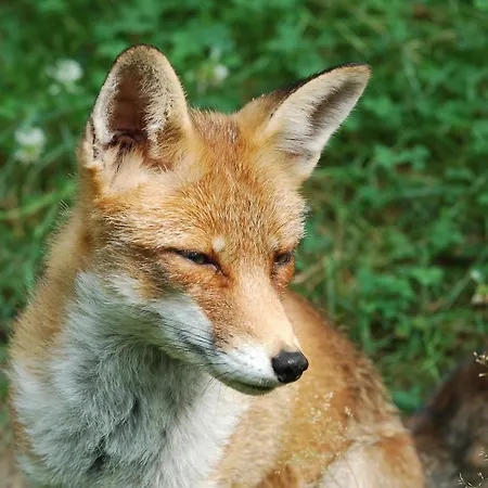 Nyaraló 't Vosseven *