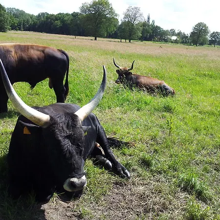 't Vosseven Stramproy