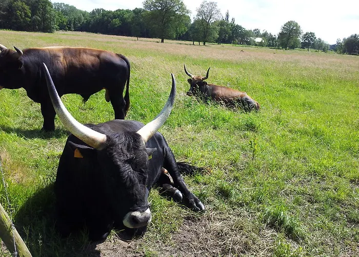 'T Vosseven Vakantiehuizen Stramproy